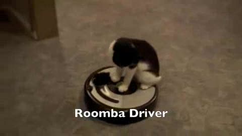 Cat Riding Vaccum